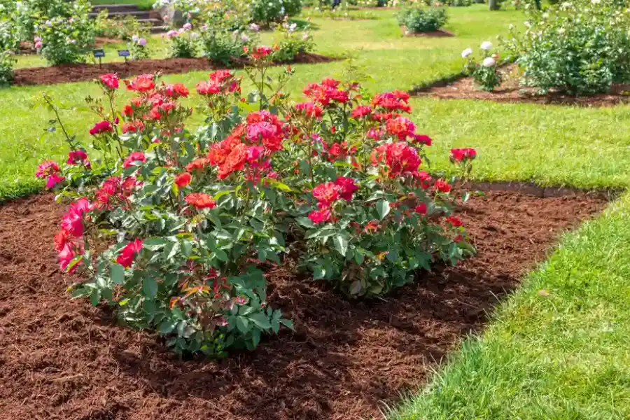 Benefits Of Mulching For Moisture Retention In Lawns in Monroe, WA