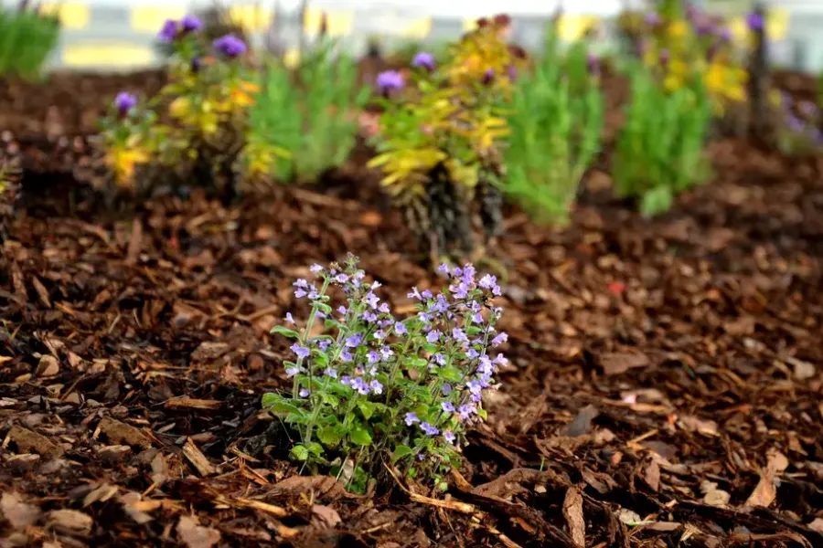 Mulching Tips For Weed Control In Your Garden Monroe, WA