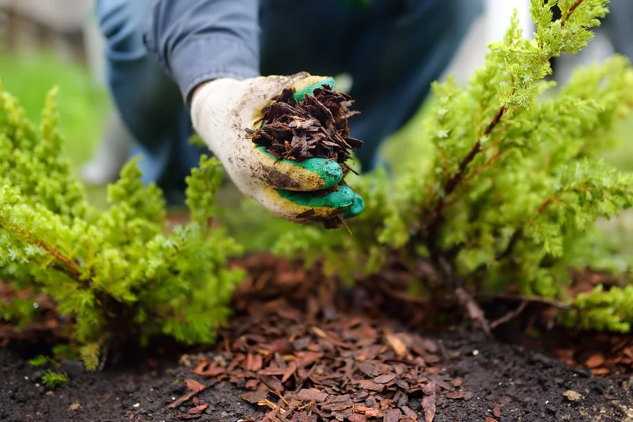 Mulching Tips For Weed Control In Your Garden in Monroe, WA
